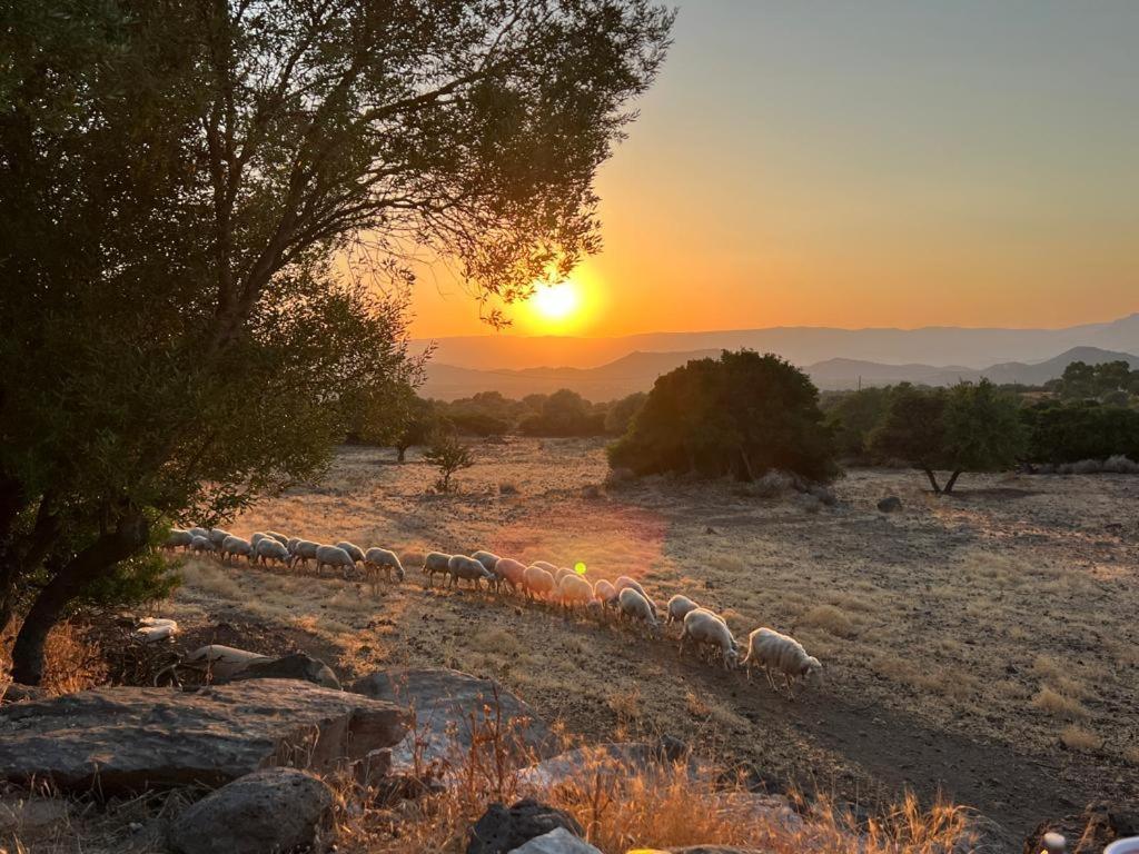 Su Saucu Βίλα Dorgali Εξωτερικό φωτογραφία