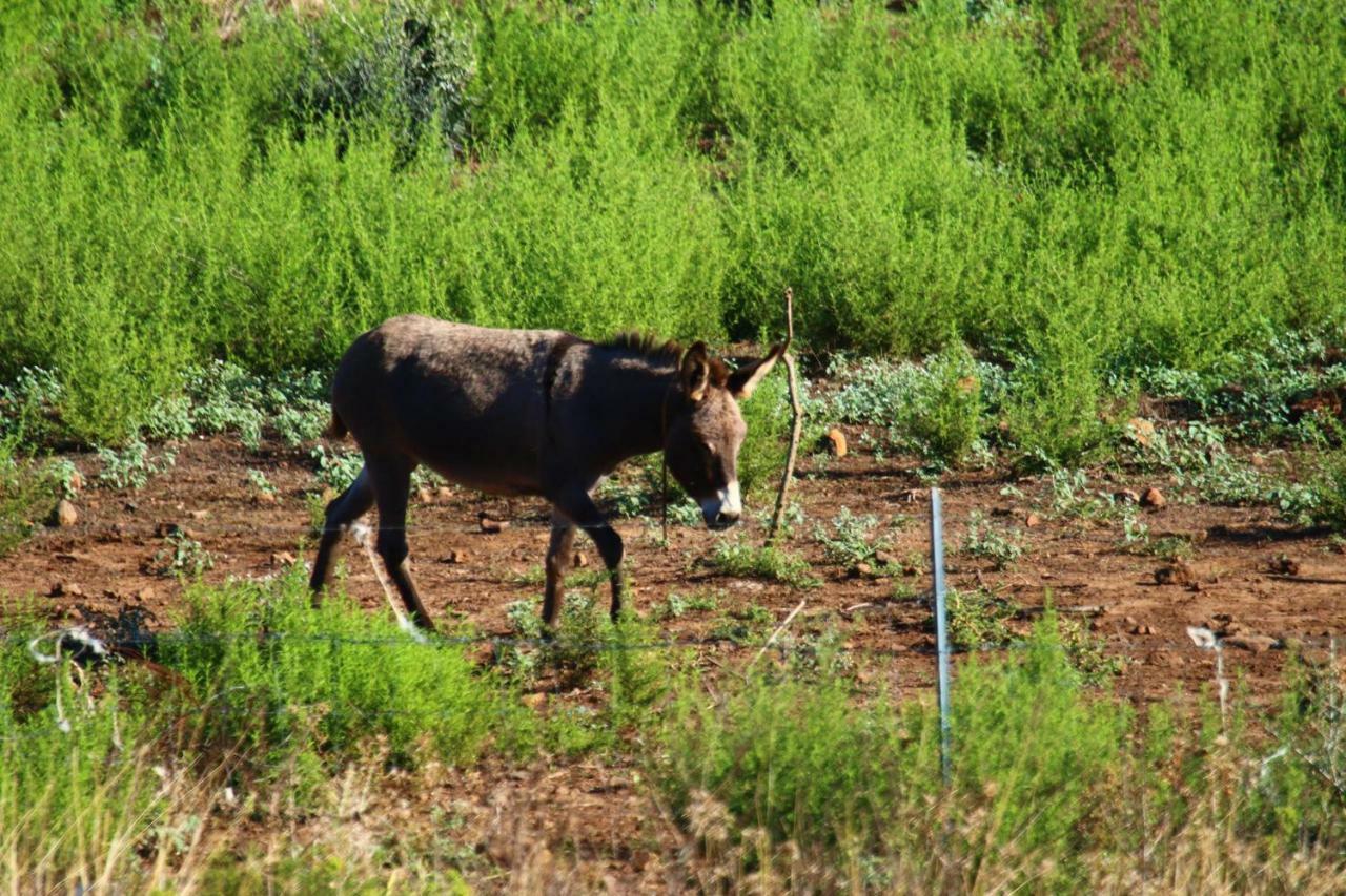Su Saucu Βίλα Dorgali Εξωτερικό φωτογραφία